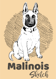 MALINOIS Sketch