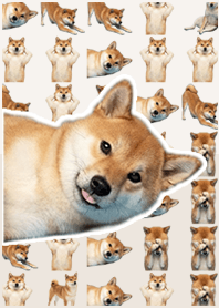 柴犬真人表演 米色