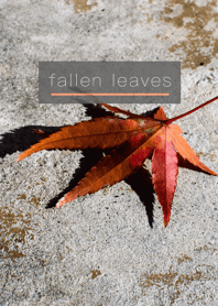 beautiful fallen leaves +