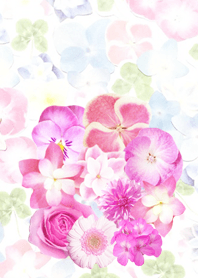 キュートなピンク紫陽花