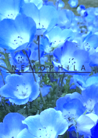NEMOPHILA-Flower 7