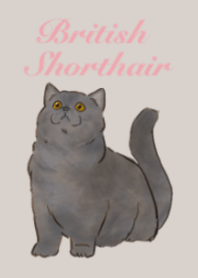 你好英國短毛貓