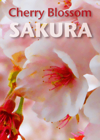 SAKURA ~Cherry Blossoms photo
