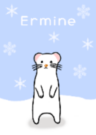 Mustela erminea