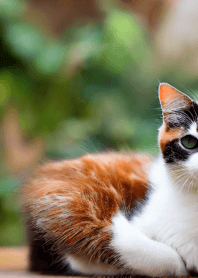 Nyanko Great Runaway#CEXAM015.