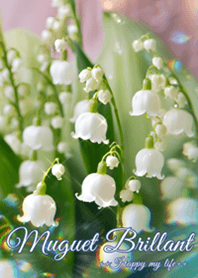 幸福の再来✧輝く鈴蘭Muget Brillant