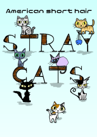 STRAY CATS - American short hair-