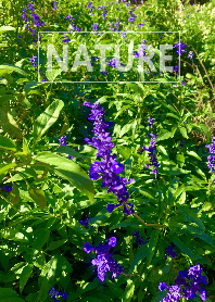 The nature39