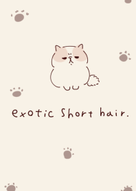 Simple exotic short hair.