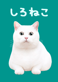 White Cat - Emerald green