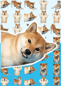 柴犬真人表演 藍綠色