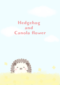 Hedgehog and Canola flower