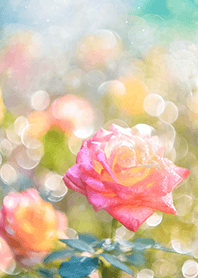 Beautiful rose flower(R2502)