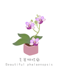 美麗紫色蝴蝶蘭花