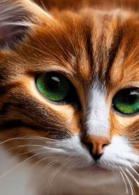 Nyanko Great Runaway#Maelo118.