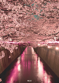 Spring night cherry blossoms from Japan