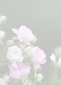Rose Theme 29