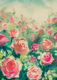 Beautiful rose flower(R4033)