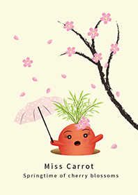 Springtime of cherry blossoms