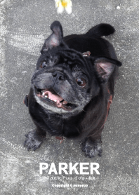 Pug Parker (Black Pug)