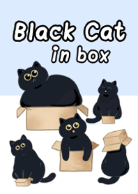 black cat in box
