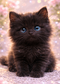 Sparkly Fluffy Black Cat|Dreamy Black#4