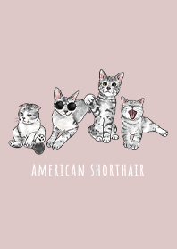 american shorthair1 / mist pink