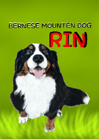 BERNESE MOUNTAIN DOG RIN VerSion