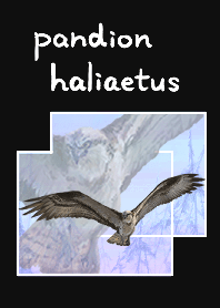 鹗(Pandion haliaetus)