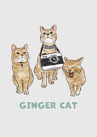 gingercat2 / light grey
