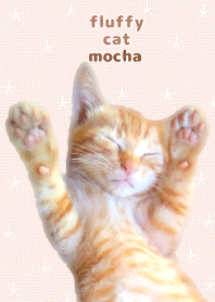 fluffy cat (mocha)