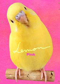 budgerigar Lemon "Pink"