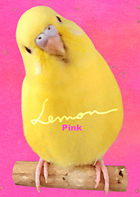 セキセイインコ レモン "ピンク"