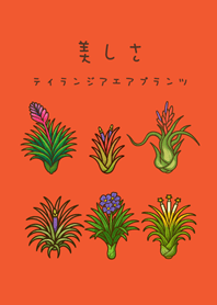 エアプラントの開花(オレンジ)
