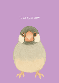 I am a Java sparrow on light purple