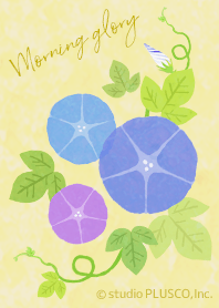 - morning glory -