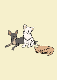 สุนัข ชิวาวา_งาช้าง