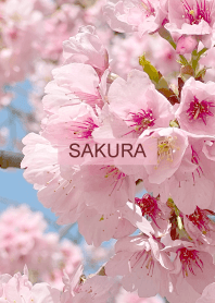Spring is almost here. SAKURA.99