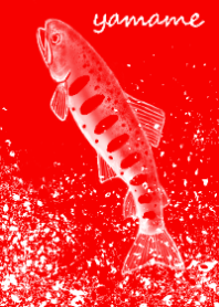 渓流のヤマメ３