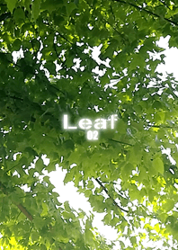 Leaf Leaf02
