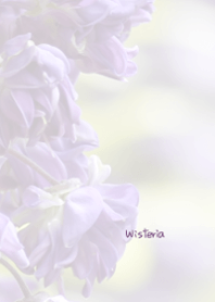 藤の花のきせかえ3