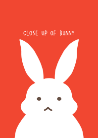 CLOSE UP OF BUNNY/RED
