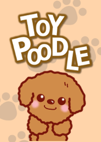 Toy poodle