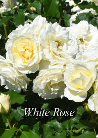 白い薔薇 3