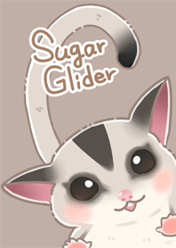 Sugar Glider  蜜袋鼯-貝橙