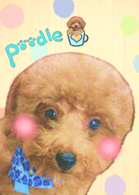 萌毛孩狗狗的幼年時期 ( puppy poodle )