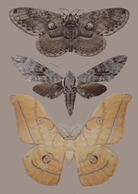 Insect's world 1