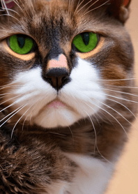 Nyanko Great Runaway#BPUX026.