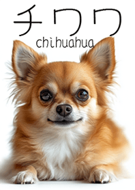 chihuahua1