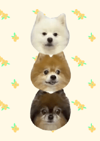 名 孫姐三小寶貝